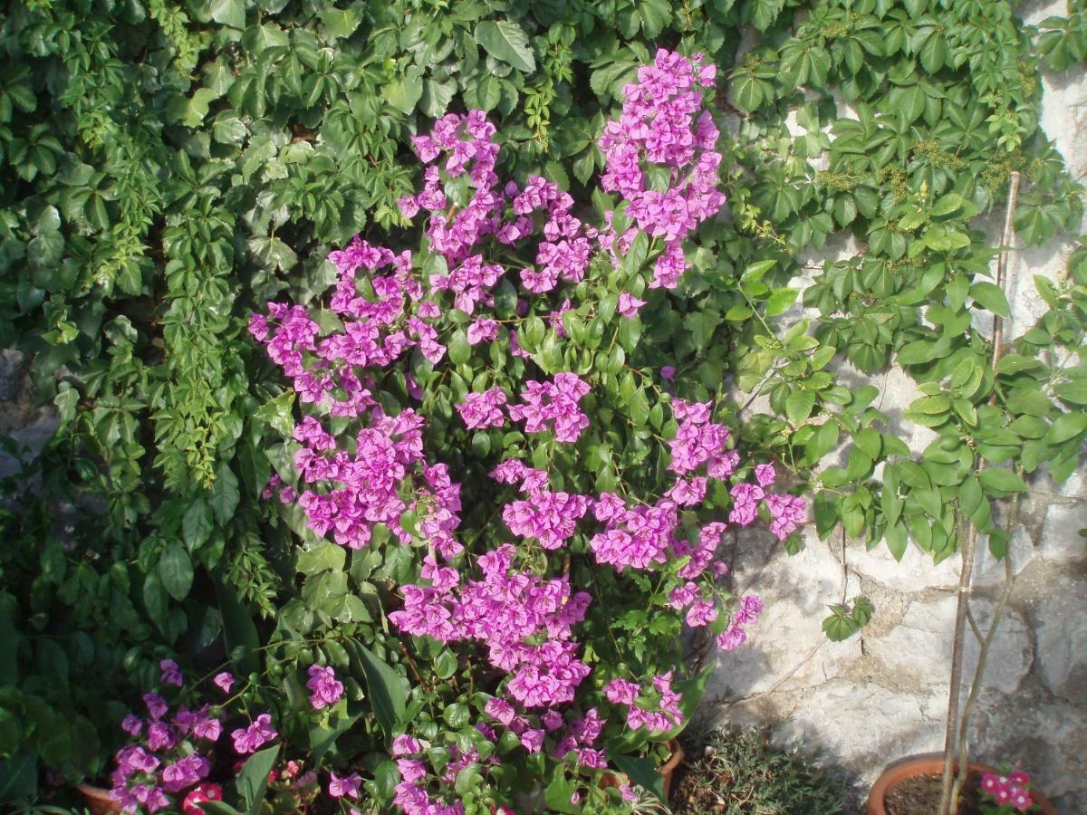 סנג' Apartment Antonija מראה חיצוני תמונה